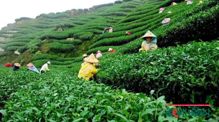 Tea industry must provide its workers with welfare: Commerce Minister